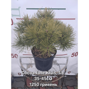 Сосна густоквіткова 'Джейн Клуіс' 